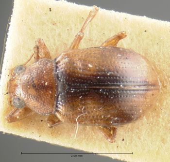 Media type: image;   Entomology 9825 Aspect: habitus dorsal view